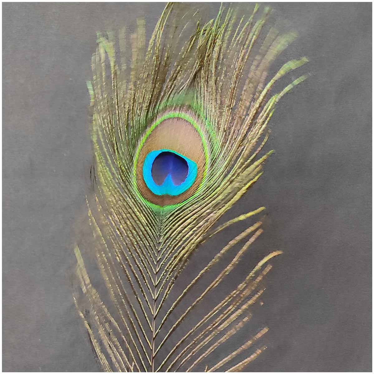 100% Original Morpankh | Pack of 50 Big Peacock Feathers | Real ...
