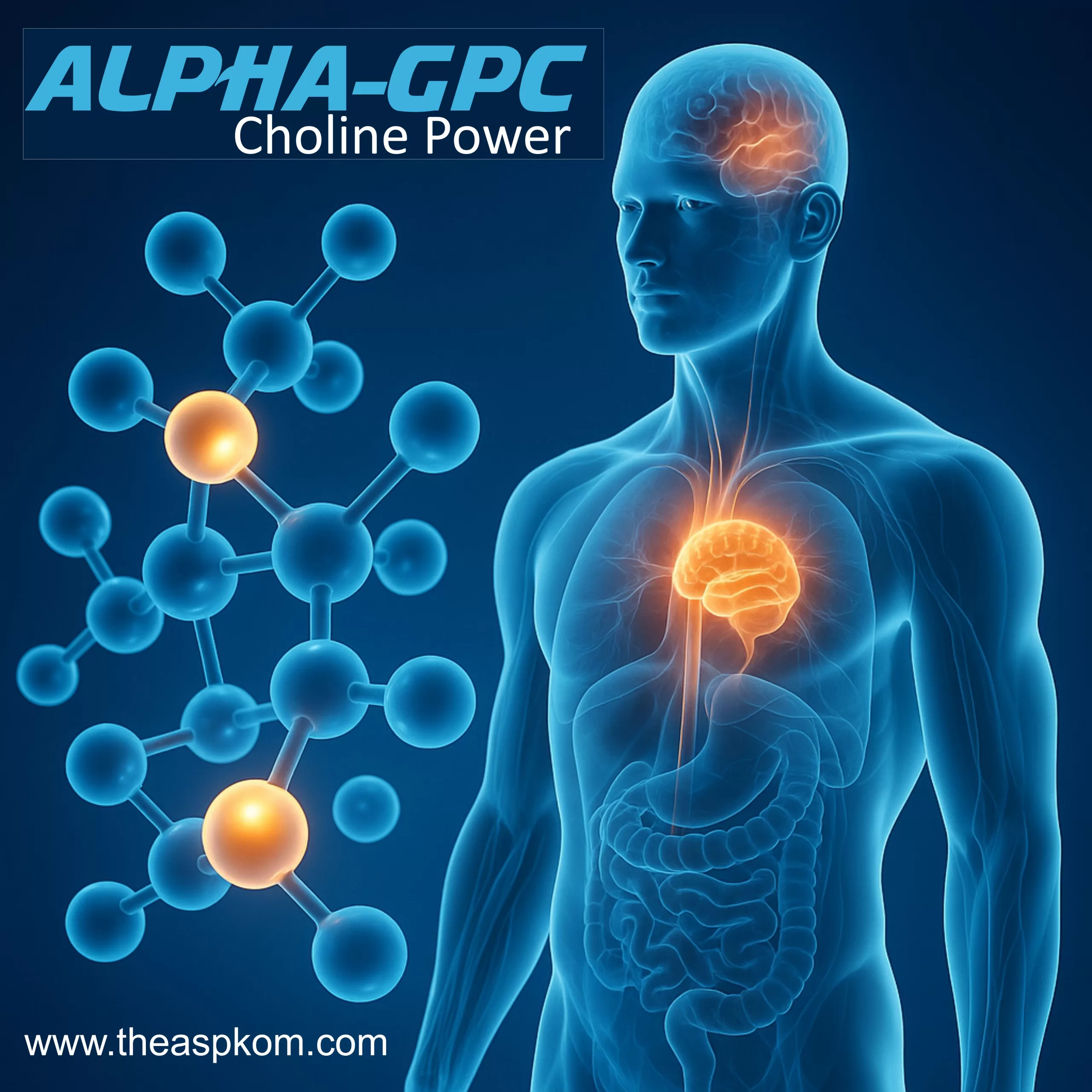 Alpha-GPC supplement benefits and contract manufacturing services in India – aspkom® nutraceutical consulting